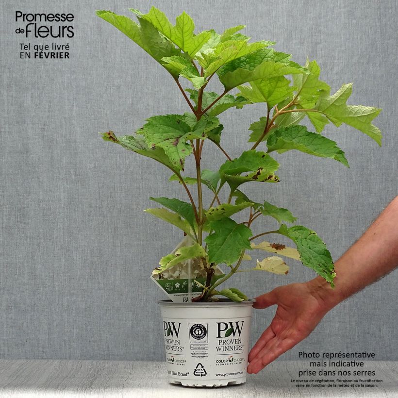 Amostra de Hortênsia quercifolia Gatsby Moon Vaso de 2 L/3 L tal como entregue no outono