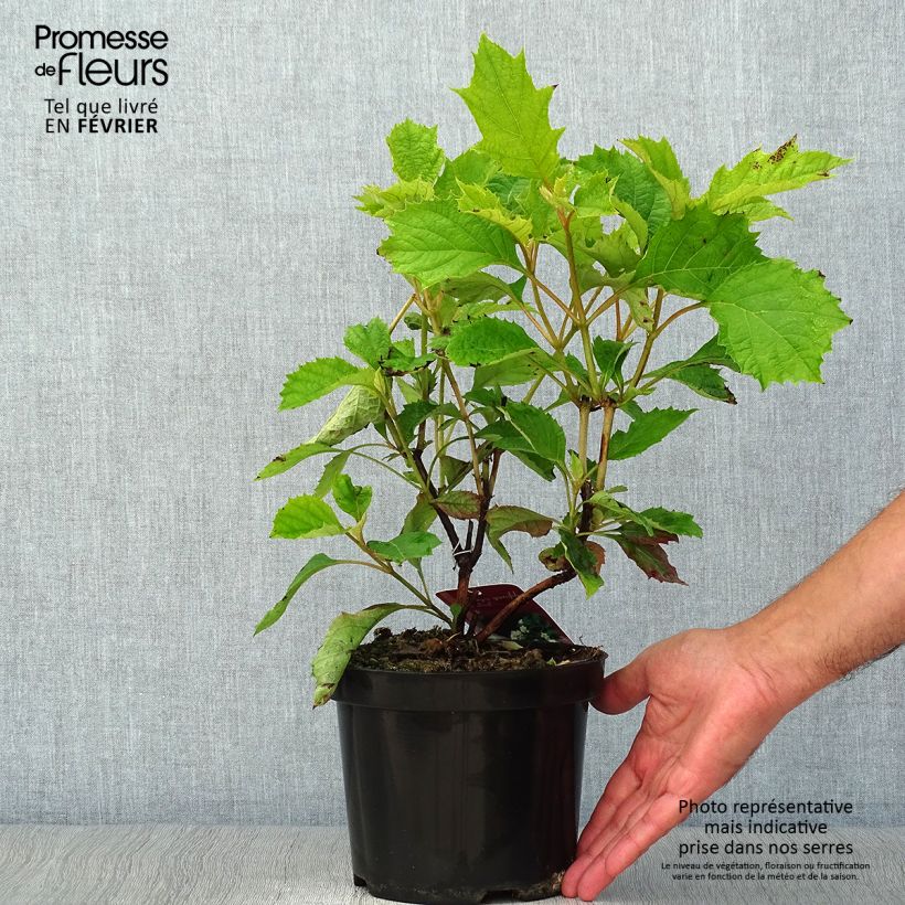 Amostra de Hortênsia quercifolia Sike's Dwarf Vaso de 2 L/3 L tal como entregue no outono