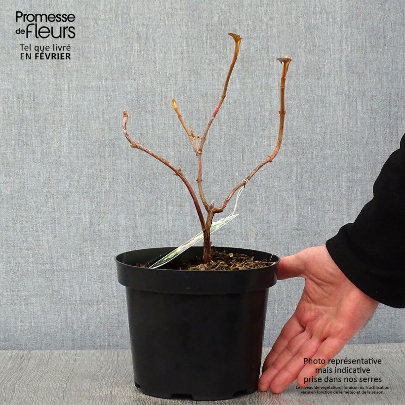 Amostra de Hydrangea quercifolia Sike's Dwarf - Hortensia à feuilles de chêne Vaso de 2 L/3 L tal como entregue no inverno