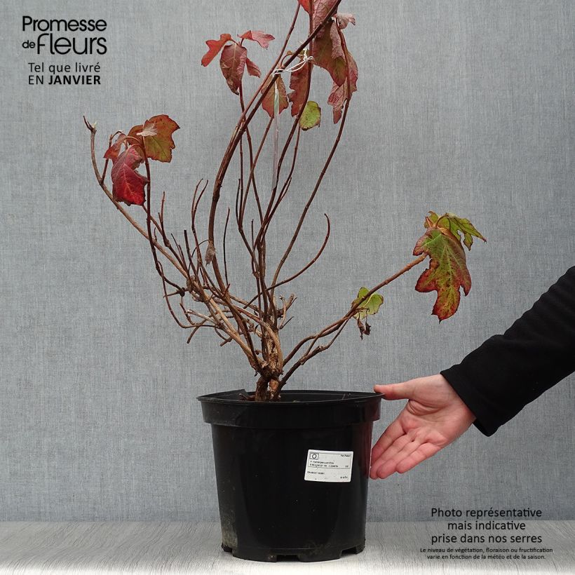Amostra de Hortênsia quercifolia Vaso de 7,5 L/10 L tal como entregue no inverno