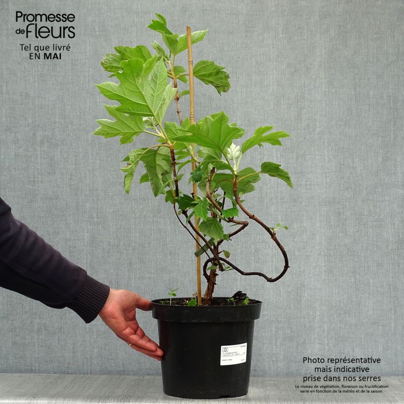 Amostra de Hortênsia quercifolia Vaso de 7,5 L/10 L tal como entregue na primavera