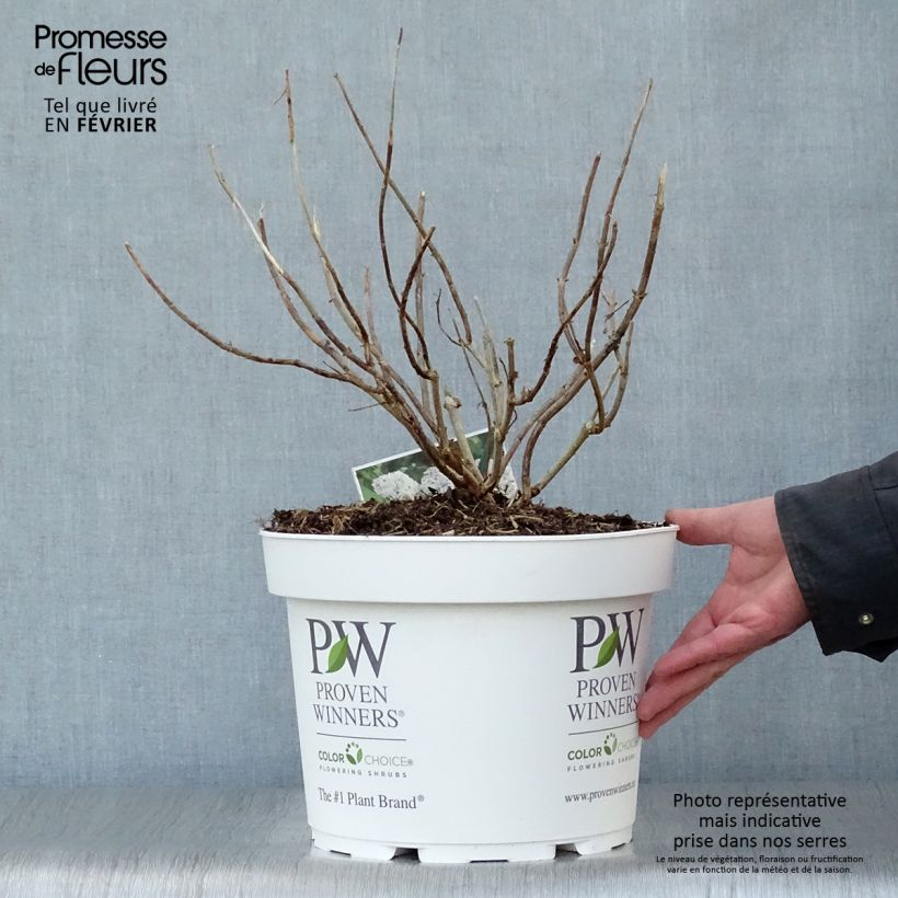 Amostra de Hortensia arborescens BellaRagazza Blanchetta Vaso de 7,5 L/10 L tal como entregue no inverno
