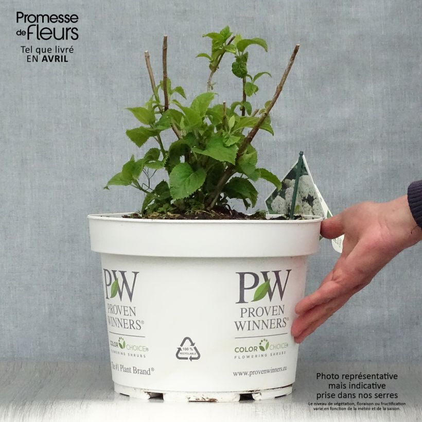 Amostra de Hortênsia arborescens BellaRagazza Blanchetta Vaso de 7,5 L/10 L tal como entregue na primavera