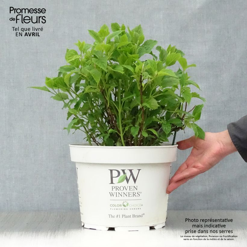 Amostra de Hortênsia arborescens BellaRagazza Limetta Vaso de 4 L/5 L tal como entregue na primavera