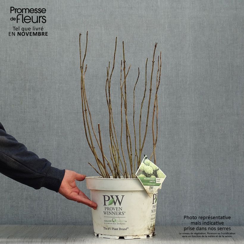 Amostra de Hortênsia arborescens BellaRagazza Limetta Vaso de 4 L/5 L tal como entregue no outono