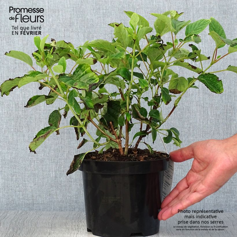 Amostra de Hortênsia arborescens Hills Of Snow Vaso de 2 L/3 L tal como entregue no outono
