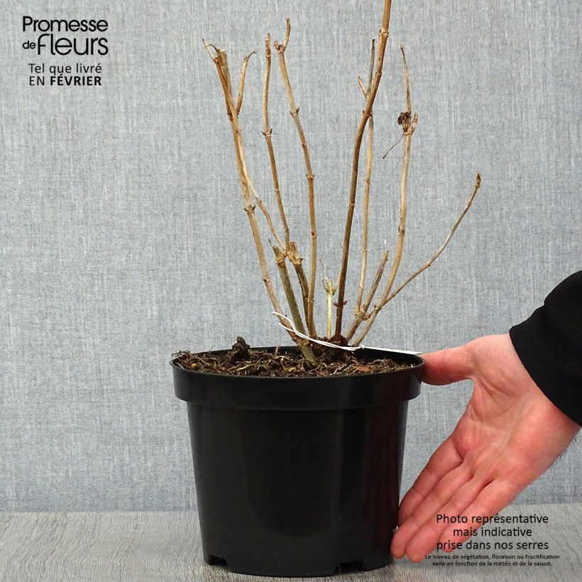 Amostra de Hortensia arborescens Hills Of Snow Vaso de 2 L/3 L tal como entregue no inverno