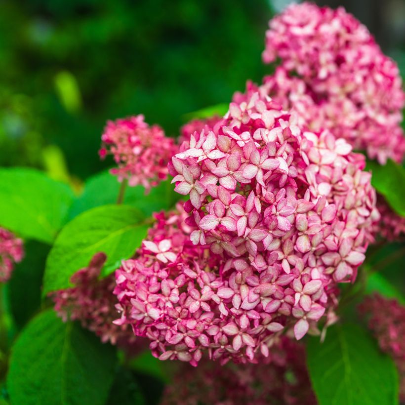 Hortênsia arborescens Pink Annabelle (Invincibelle) (Floração)