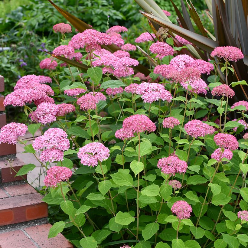 Hortênsia arborescens Pink Annabelle (Invincibelle) (Hábito)