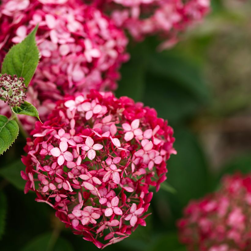 Hortênsia arborescens Ruby Annabelle (Floração)