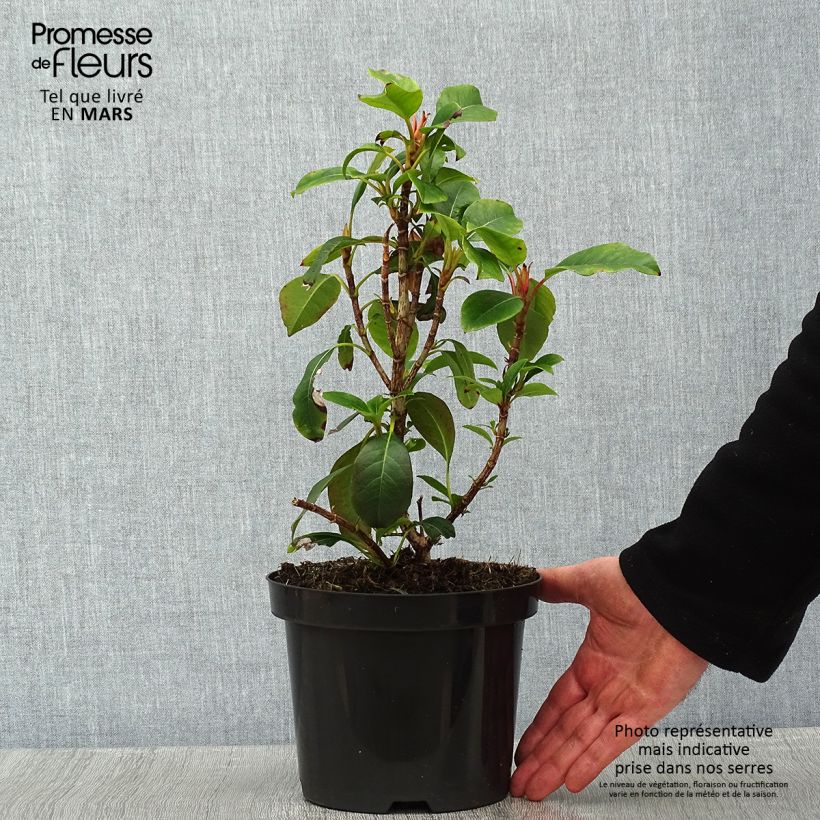 Amostra de Hortensia grimpant - Hydrangea Semiola Vaso de 2 L/3 L tal como entregue no inverno