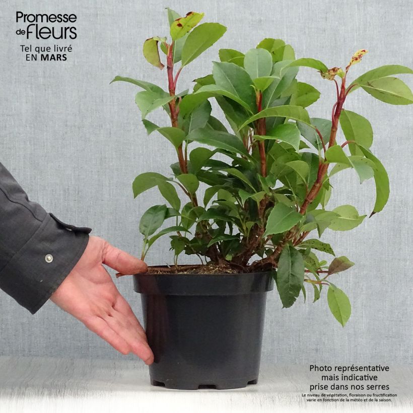 Amostra de Hortênsia trepadeira Semiola Vaso de 2 L/3 L tal como entregue na primavera