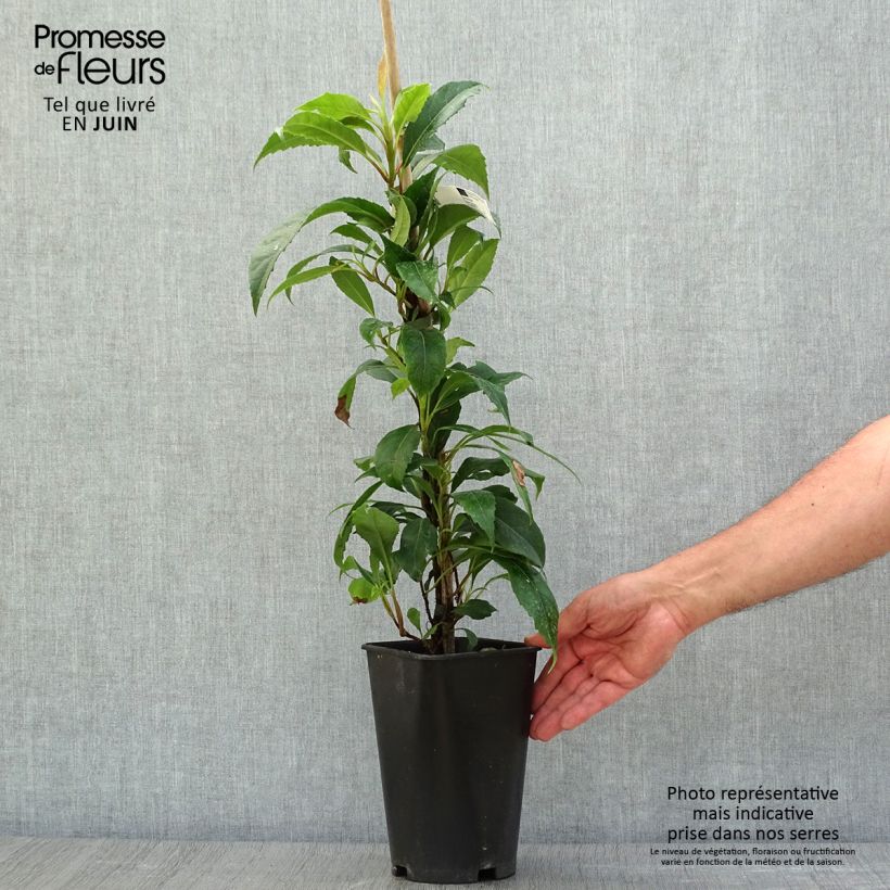 Amostra de Hortênsia trepadeira seemanii Vaso de 2 L/3 L tal como entregue no verão