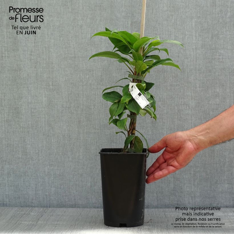 Amostra de Hortênsia trepadeira seemanii Vaso de 2 L/3 L tal como entregue na primavera