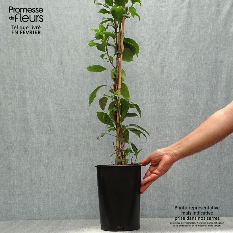 Amostra de Hortênsia trepadeira seemanii Vaso de 6 L/7 L tal como entregue no outono