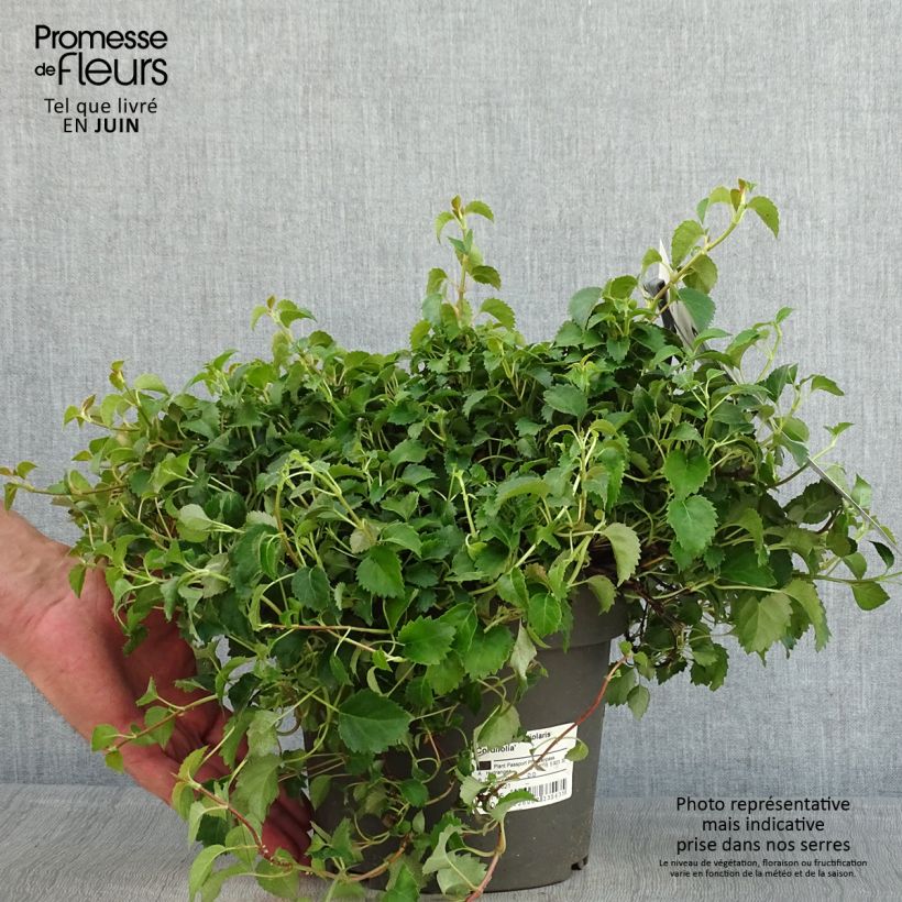 Amostra de Hortênsia trepadeira anomala petiolaris var. cordifolia Vaso de 3 L/4 L tal como entregue na primavera