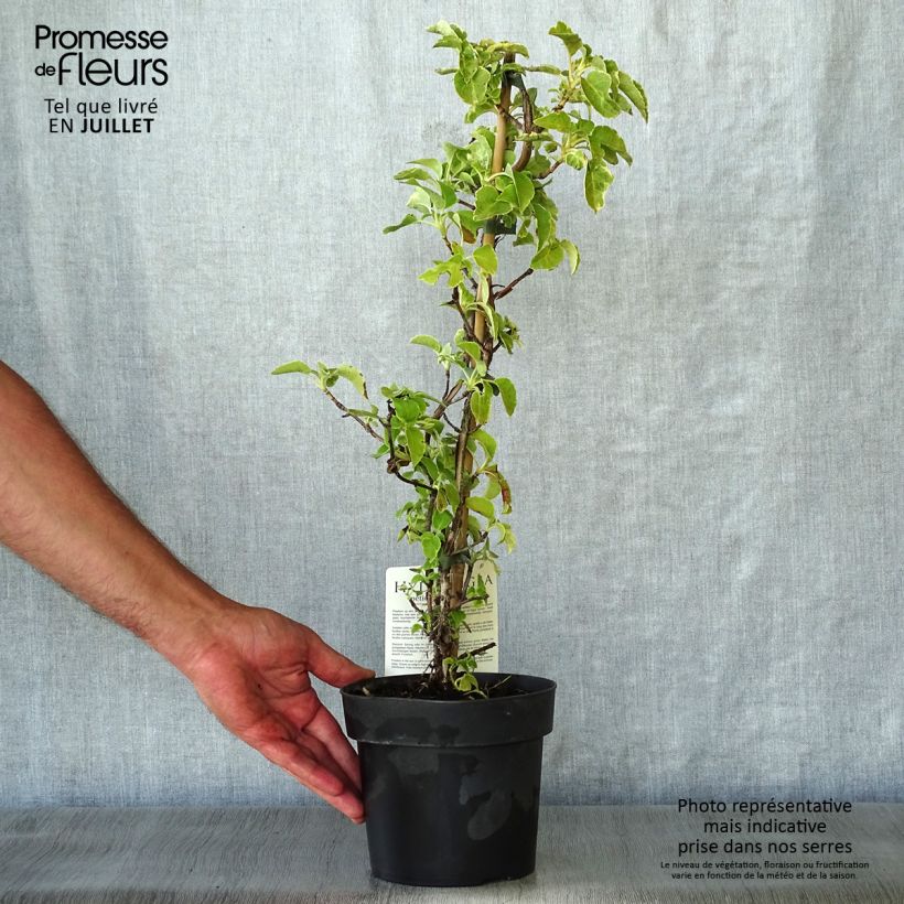 Amostra de Hortênsia trepadeira anomala petiolaris Miranda Vaso de 2 L/3 L tal como entregue no verão