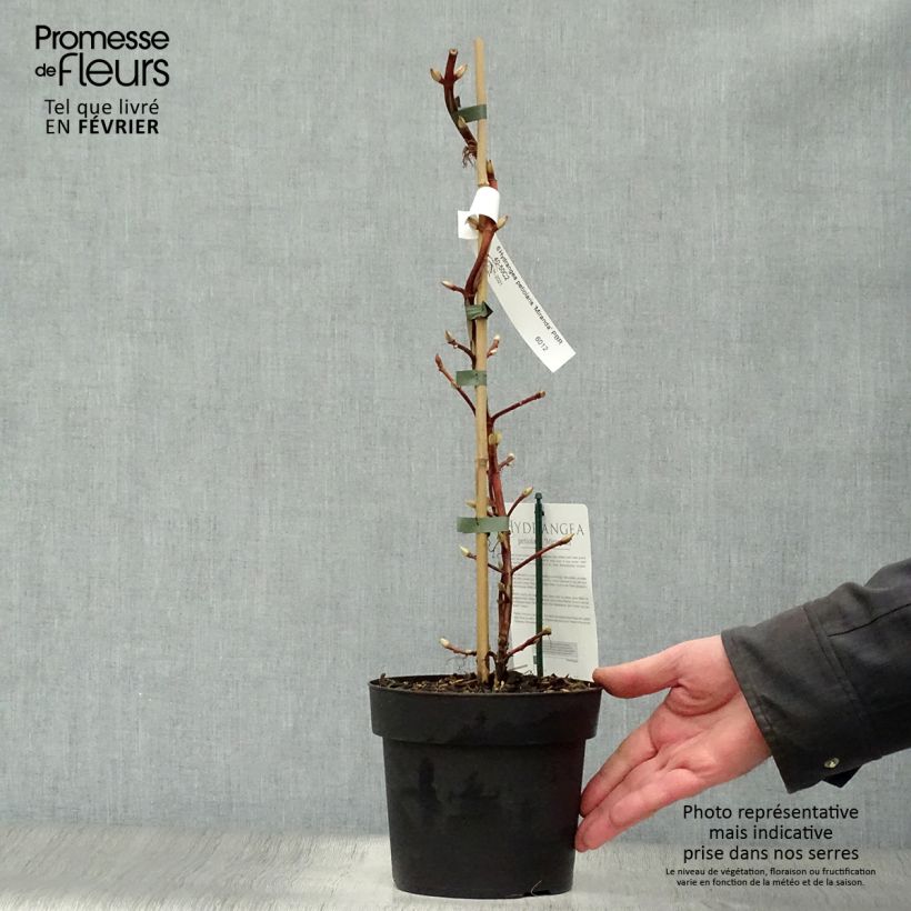 Amostra de Hortensia grimpant - Hydrangea petiolaris Miranda Vaso de 2 L/3 L tal como entregue no inverno