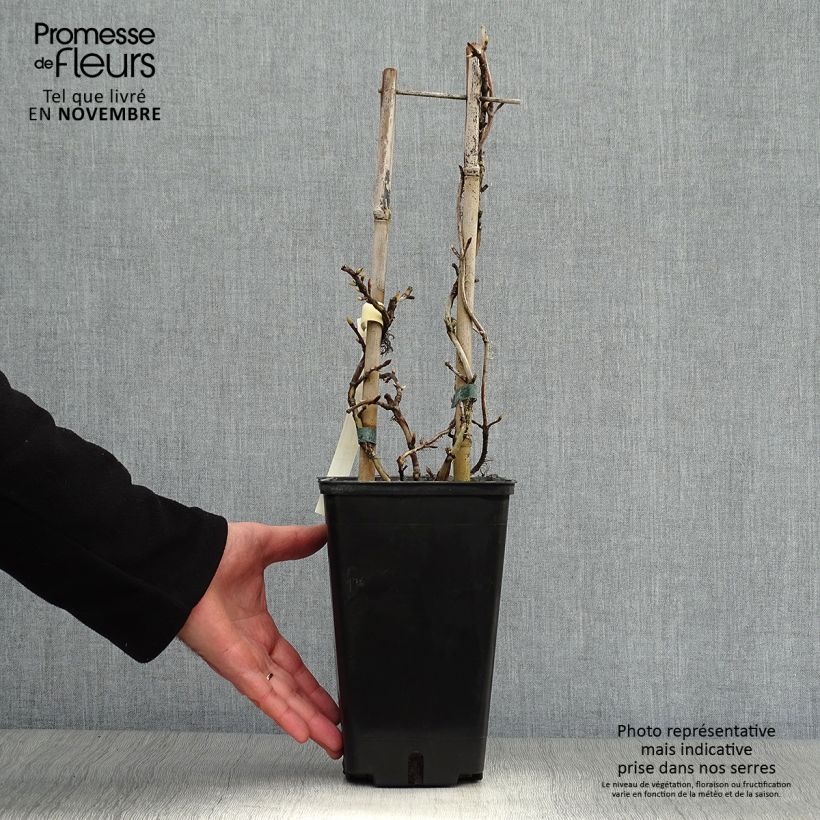 Amostra de Hortênsia trepadeira anomala petiolaris Silver Lining Vaso de 2 L/3 L tal como entregue no outono