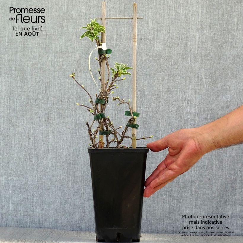 Amostra de Hortênsia trepadeira anomala petiolaris Silver Lining Vaso de 2 L/3 L tal como entregue no verão