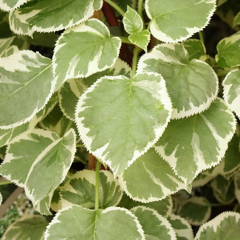 Hortênsia trepadeira anomala petiolaris Silver Lining (Folhagem)