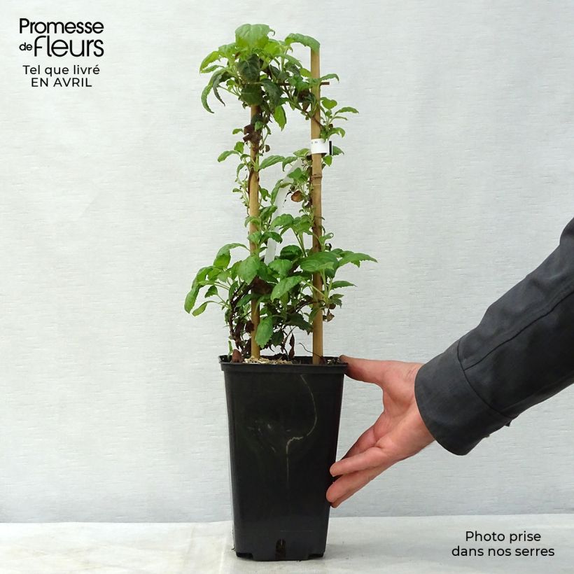 Amostra de Hortênsia trepadeira anomala petiolaris Winter Surprise Vaso de 2 L/3 L tal como entregue na primavera