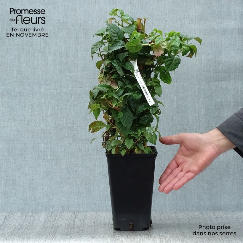 Amostra de Hortênsia trepadeira anomala petiolaris Winter Surprise Vaso de 2 L/3 L tal como entregue no outono