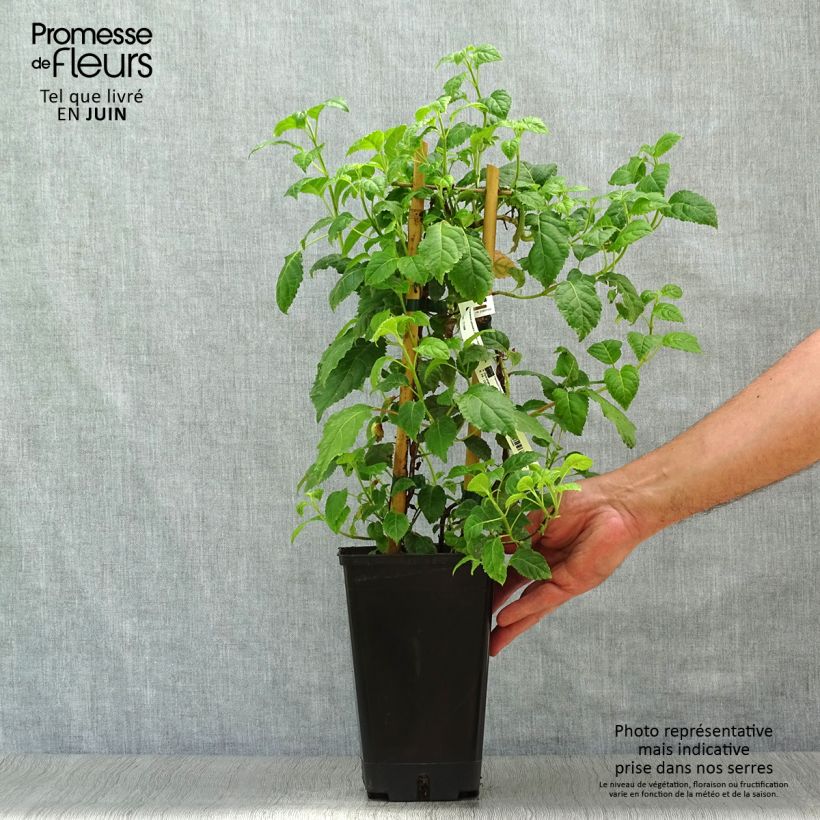Amostra de Hortênsia trepadeira anomala petiolaris Winter Surprise Vaso de 2 L/3 L tal como entregue no verão
