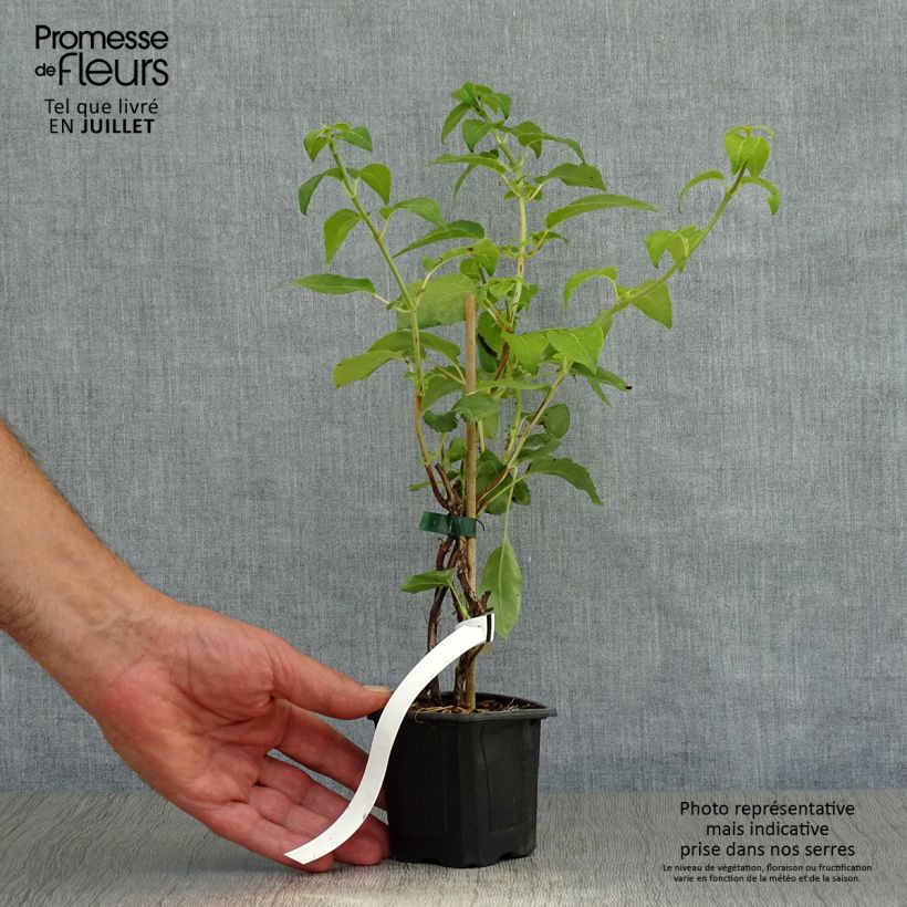 Amostra de Hortênsia trepadeira anomala ssp. petiolaris Vaso de 8/9 cm tal como entregue no verão