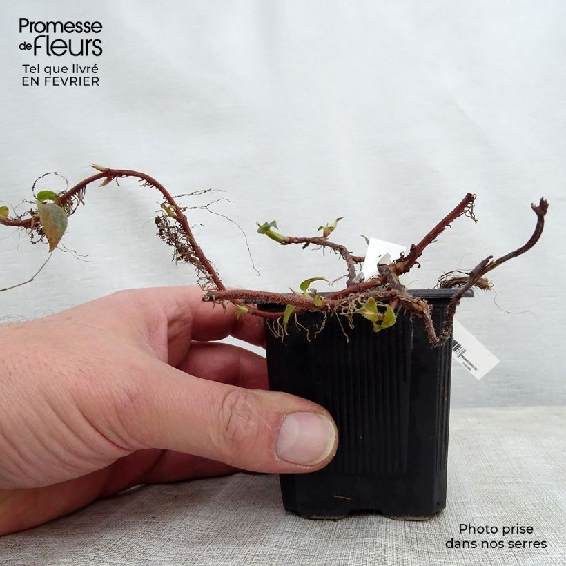 Amostra de Hortensia grimpant - Hydrangea petiolaris Vaso de 8/9 cm tal como entregue no inverno