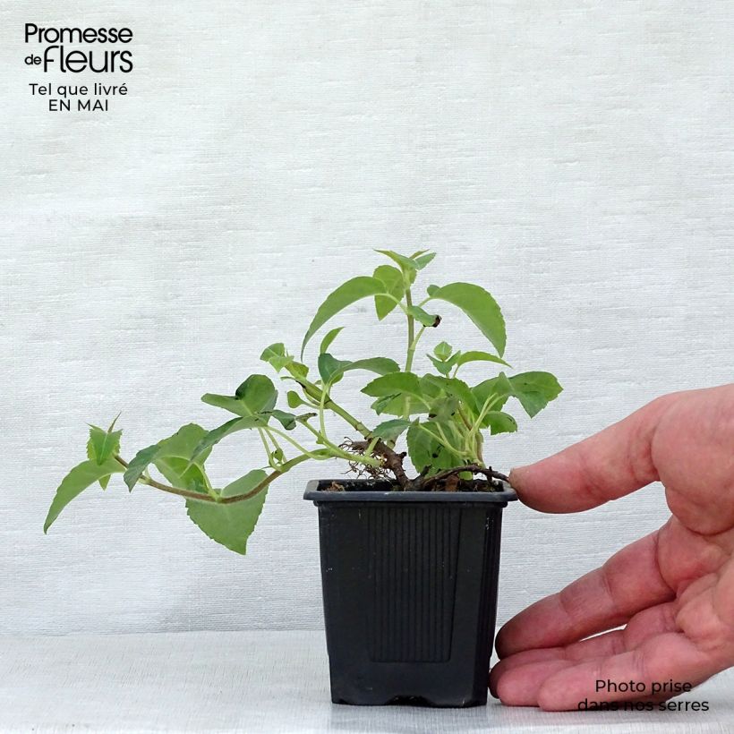 Amostra de Hortênsia trepadeira anomala ssp. petiolaris Vaso de 8/9 cm tal como entregue na primavera