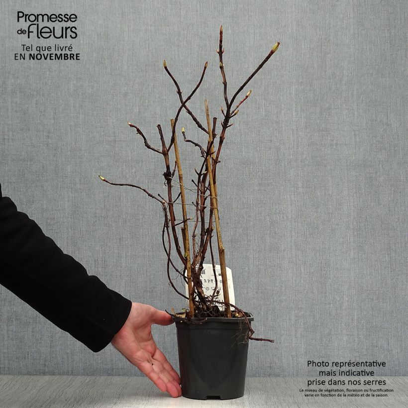 Amostra de Hortênsia trepadeira anomala ssp. petiolaris Vaso de 2 L/3 L tal como entregue no outono