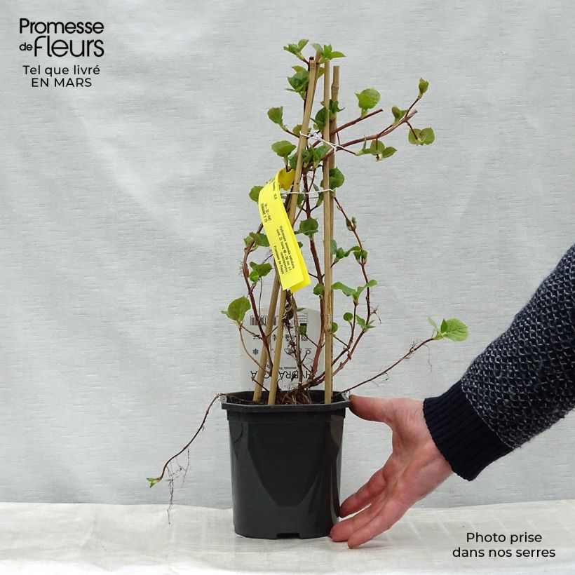 Amostra de Hortênsia trepadeira anomala ssp. petiolaris Vaso de 2 L/3 L tal como entregue na primavera