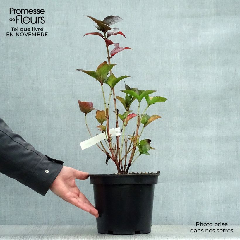 Amostra de Hortênsia serratophylla Daredevil Vaso de 3 L/4 L tal como entregue no outono