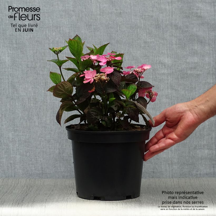 Amostra de Hortênsia serratophylla Daredevil Vaso de 3 L/4 L tal como entregue no verão