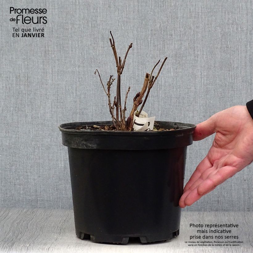 Amostra de Hortensia hybride - Hydrangea Daredevil Vaso de 3 L/4 L tal como entregue no inverno