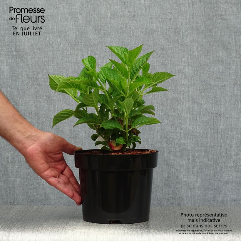 Amostra de Hortênsia macrophylla Alpenglühen Vaso de 2 L/3 L tal como entregue no verão