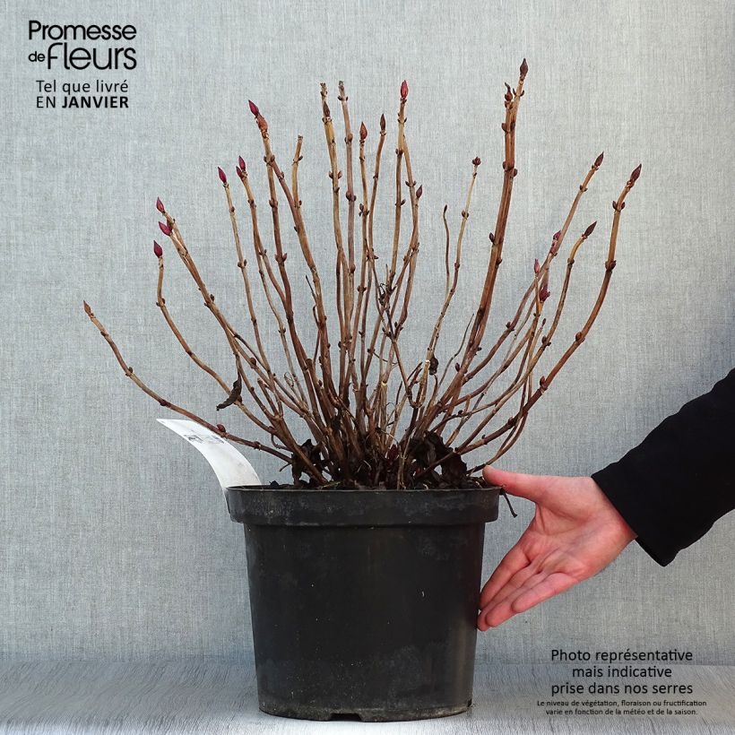 Amostra de Hortênsia macrophylla Alpenglühen Vaso de 7,5 L/10 L tal como entregue no inverno