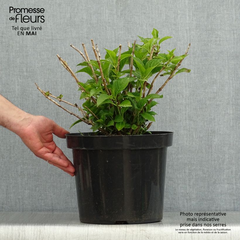Amostra de Hortênsia macrophylla Alpenglühen Vaso de 7,5 L/10 L tal como entregue na primavera