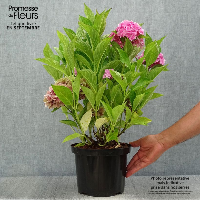 Amostra de Hortensia macrophylla Ankong Pot de 4L/5L tal como entregue no outono