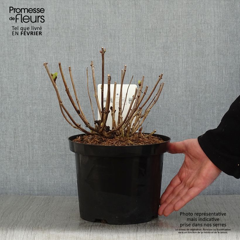 Amostra de Hortensia macrophylla Ankong Vaso de 4 L/5 L tal como entregue no inverno