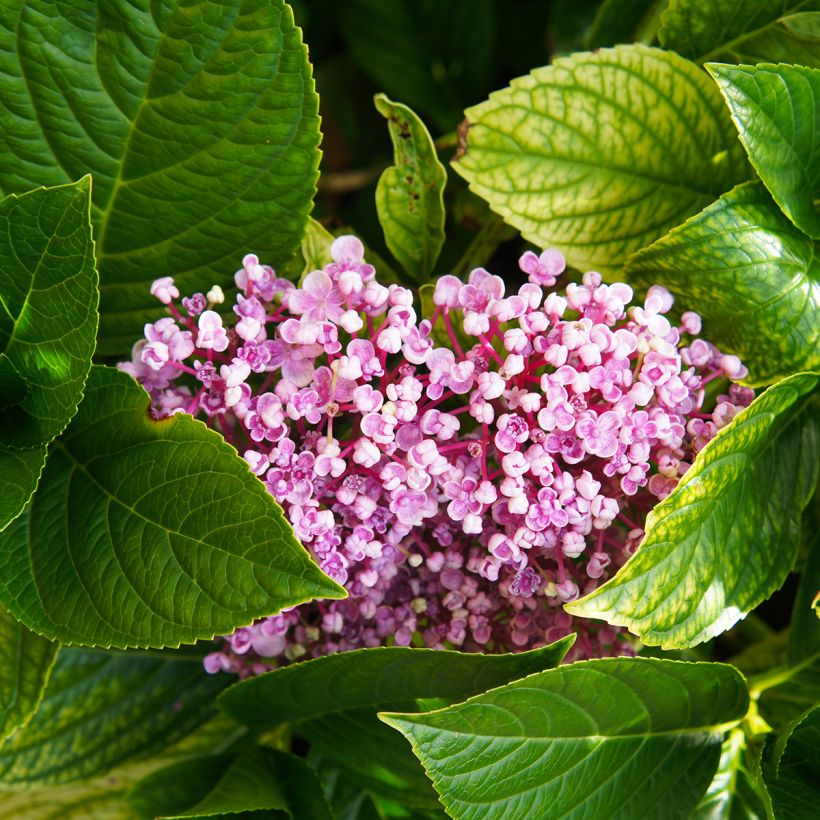 Hortênsia macrophylla Ayesha (Folhagem)
