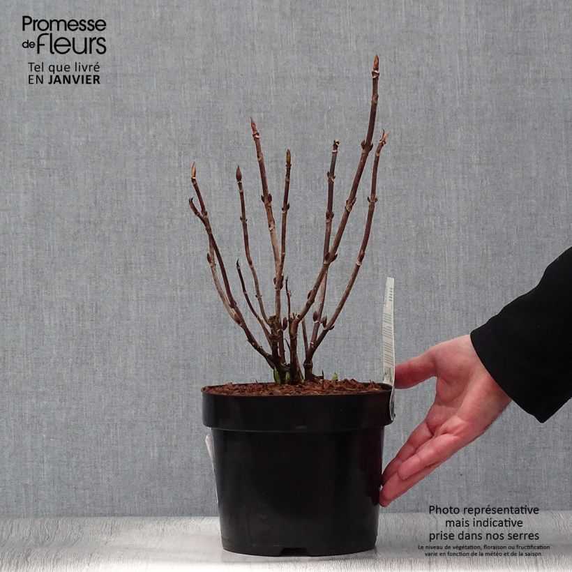 Amostra de Hortensia macrophylla Cloudi Vaso de 3 L/4 L tal como entregue no inverno