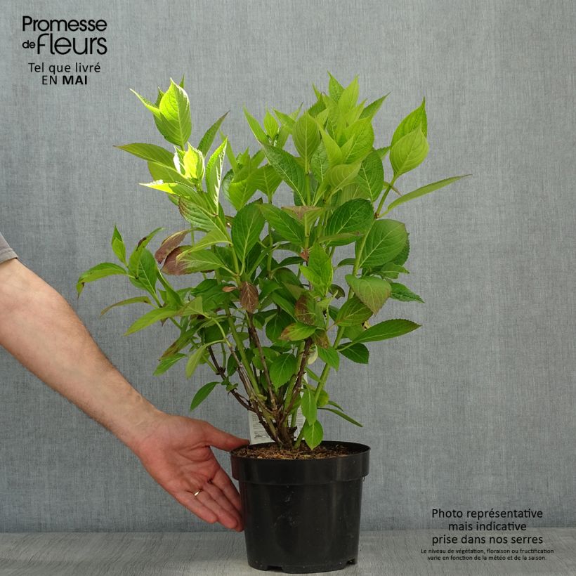 Amostra de Hortênsia macrophylla Cloudi Vaso de 3 L/4 L tal como entregue na primavera