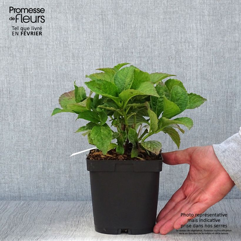 Amostra de Hortênsia macrophylla Eughen Hahn Vaso de 2 L/3 L tal como entregue no outono