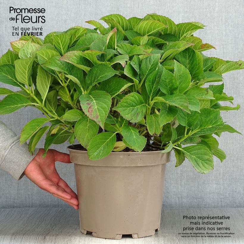 Amostra de Hortênsia macrophylla Eughen Hahn Vaso de 7,5 L/10 L tal como entregue no outono