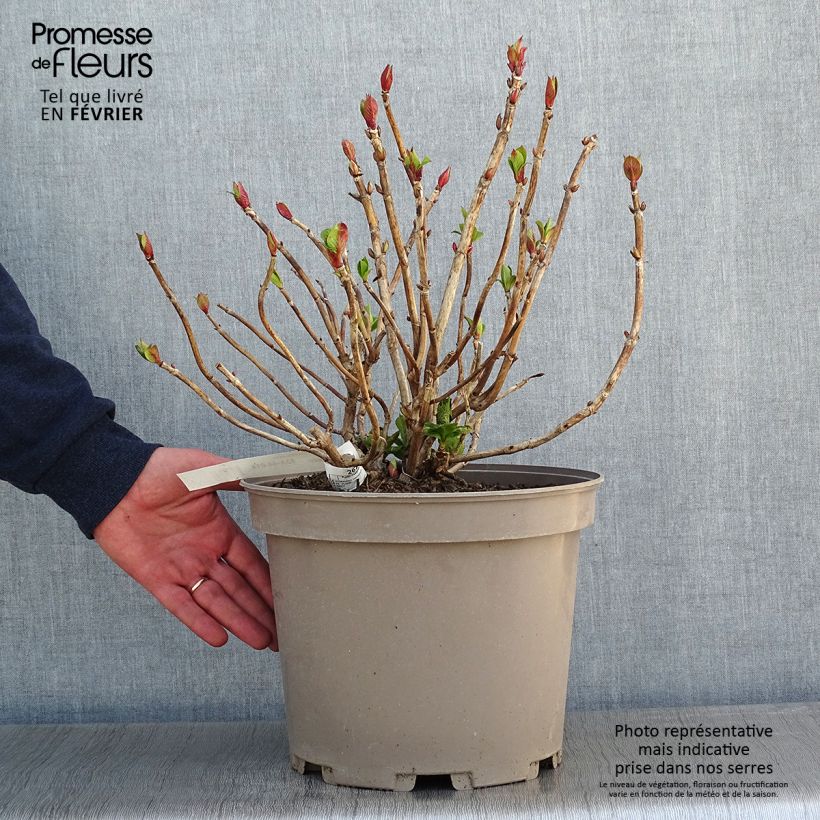 Amostra de Hortensia macrophylla Eughen Hahn Vaso de 7,5 L/10 L tal como entregue no inverno