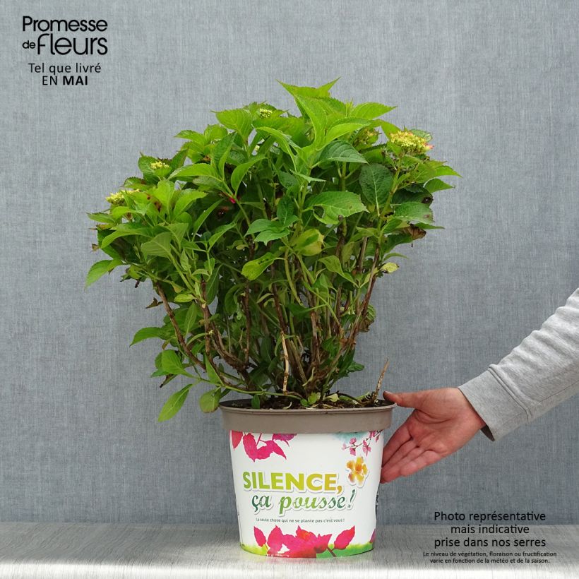 Amostra de Hortênsia macrophylla Eughen Hahn Vaso de 7,5 L/10 L tal como entregue na primavera