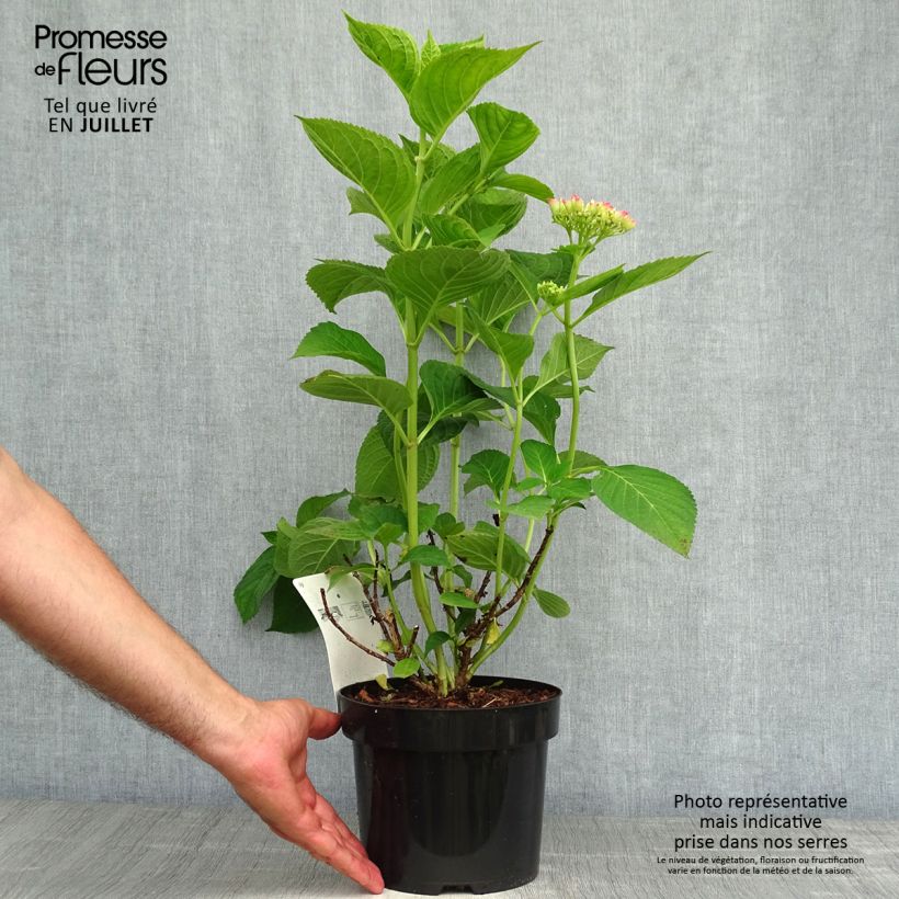 Amostra de Hortênsia macrophylla King George V Vaso de 2 L/3 L tal como entregue no verão