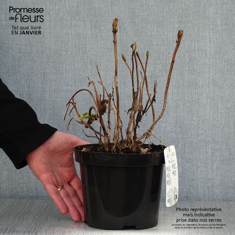 Amostra de Hortênsia macrophylla King George V Vaso de 2 L/3 L tal como entregue no inverno